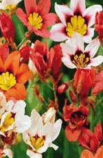 Sparaxis Mixed Lifestyle Collection Bulbs