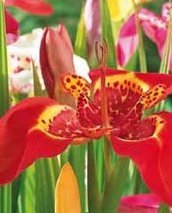 Tigridia Mixed Lifestyle Collection Bulbs