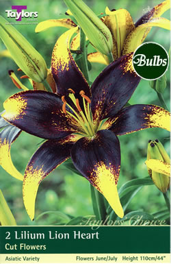 Lion Heart Asiatic Lily Bulb