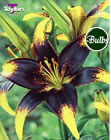 Lion Heart Asiatic Lily Bulb