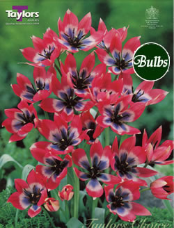 Little Beauty Tulip Bulbs