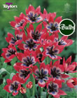 Little Beauty Tulip Bulbs