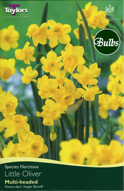 Daffodil Little Oliver Bulbs - Species Narcissi
