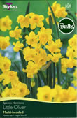 Daffodil Little Oliver Bulbs - Species Narcissi