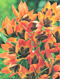 Little Princess - Tulipa Species Tulip Bulbs
