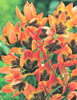 Little Princess - Tulipa Species Tulip Bulbs