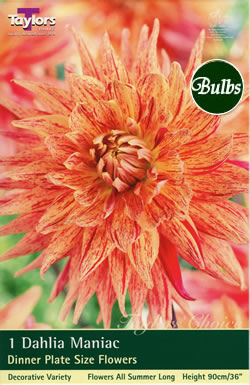 Maniac Dahlia Bulbs