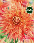 Maniac Dahlia Bulbs