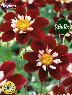 Mary Evelyn Dahlia Tuber