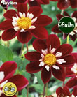 Mary Evelyn Dahlia Tuber