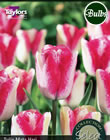 Mata Hari Tulip Bulbs - Select Premium Variety