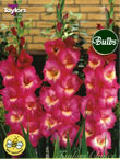 Millenium Gladioli Bulb