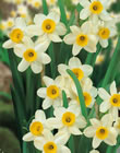 Daffodil Narcissus Bulbs - Minnow