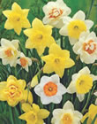 Daffodil Mixed Bulbs
