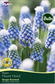 Muscari Mount Hood Bulbs