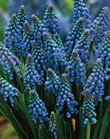 Muscari Armeniacum Bulbs