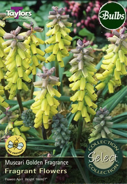 Golden Fragrance Muscari Bulbs - Select Premium Variety