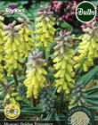 Golden Fragrance Muscari Bulbs - Select Premium Variety