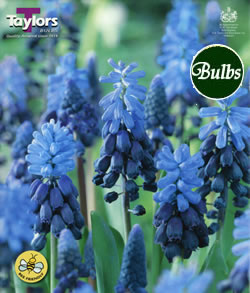 Muscari Latifolium Bulbs - Blooming Value Miscellaneous Range