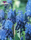Muscari Latifolium Bulbs - Blooming Value Miscellaneous Range