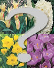 Mystery Pack of Garden Bulbs