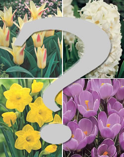 Mystery Pack of Garden Bulbs