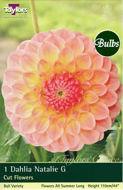 Natalie G Dahlia Bulbs