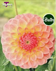 Natalie G Dahlia Bulbs
