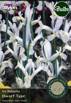 Natascha Iris Bulbs - Select Premium Variety