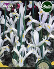 Natascha Iris Bulbs - Select Premium Variety