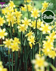 Narcissi New Baby Bulbs - Blooming Value Narcissi Range