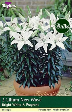 New Wave Lily Bulb