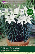 New Wave Lily Bulb