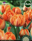 Orange Princess Tulip Bulbs - Select Premium Variety