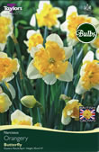 Orangery Daffodil  Bulbs