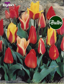 Peacock Mix Tulip Bulbs