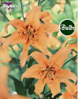 Pearl Sonja Lily Bulb