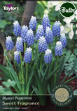 Peppermint Muscari Bulbs - Select Premium Variety