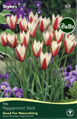 Peppermint Stick Tulip Bulbs