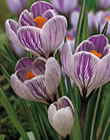 Crocus Bulbs - Pickwick