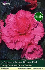 Pink Prima Donna Begonia Bulbs