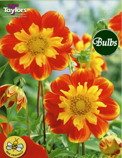 Pooh Dahlia Tubers