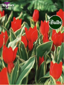 Tulip Praestans Unicum Bulbs