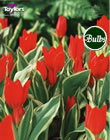Tulip Praestans Unicum Bulbs