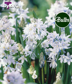 Puschkinia Scilloides Libanotica Bulbs - Blooming Value Miscellaneous Range