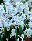 Puschkinia Libanotica Bulbs