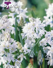 Puschkinia Scilloides Libanotica Bulbs - Blooming Value Miscellaneous Range