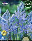 Quamash Camassia Bulbs - Native, Woodland & Meadow Variety