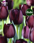 Queen of the Night - Cottage Garden Tulip Bulb 2.5kg