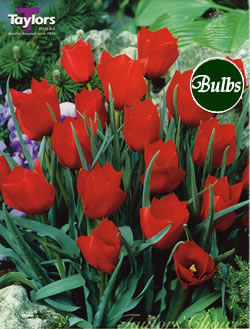Red Hunter Tulip Bulbs